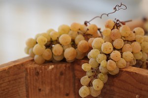 Impariamo a conoscere il vino  - Alberto Tonizzo Ristoratore e Sommelier