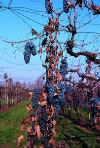 Il Raboso del Piave - Giampiero Rorato OdG Venezia