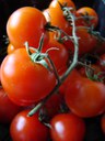 Il pomodoro del Cavallino - Caterina Vianello OdG Venezia