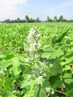 La Quinoa...coltivatela cosi!  - Romulo Francisco Loayza Agronomo - Peru'
