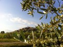 Olio extravergine di oliva - Irene Guidobaldi Produttrice a Trevi (PG)