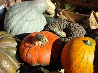 La zucca - Caterina Vianello OdG Venezia