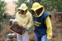 Chlorfenvinfos, miele biologico e Varroa destructor – Lando Desiati
