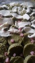 Gnocchi di semolino con spinaci e mozzarella - Beniamina Ravini