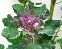 Esperienze di coltivazione della Quìnoa - Dora Inés Melo Ortiz, PhD student presso l’Università Cattolica del Sacro Cuore di Piacenza