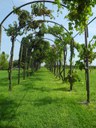 Un vigneto nell’isola di S. Giovanni Evangelista a Torcello - Carlo Favero Direttore Consorzio Vini Venezia