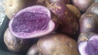 Il viola è il colore delle nostre patate - Maricela Sinchez