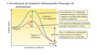 Proteine con funzione enzimatica – Simona Lauri OTA Milano