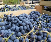 Amarone: un grande vino nel mondo - Lana Khariton wine journalist