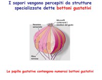 Il gusto dei batteri – Antonio Pacella specialista in Scienza dell’alimentazione, nutrizione clinica e dietologia