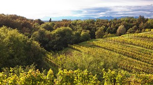 Picolit - Francesco Boni de Nobili Centro Turistico Alberghiero IAL FVG Aviano (PN)