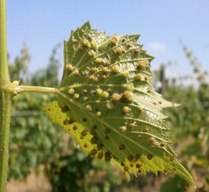 La tecnica dell'incrocio in viticoltura: l'incrocio Manzoni - Francesco Boni de Nobili