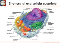 Come si isola un enzima - Claudio Poli dottore in chimica industriale e biotecnologie alimentari