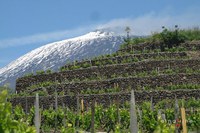 Dalle Dolomiti all'Etna - Lana Khariton wine journalist