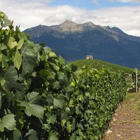La Valle d'Aosta e i suoi vini - Ezio Cravero sommelier professionista