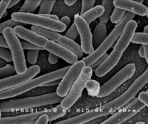 Il potere patogeno dei batteri - Federico Giordani Studente Fac. Medicina