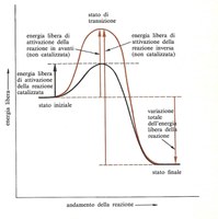 Enzimi - Claudio Poli dottore in chimica industriale e biotecnologie alimentari