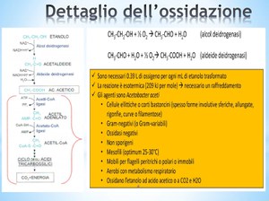 Aceto: l'arte della produzione - Fabrizio Concavo studente universitario TA