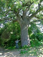 Strategia Forestale Nazionale - Antonella Giordanelli