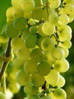 Fiano: un vitigno autoctono tra i più antichi - Lana Khariton wine journalist