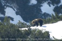 Il santo che piantava alberi - Antonella Giordanelli