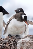 Deception Island - Elsa Cugola consulente aziendale