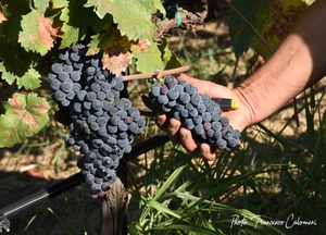 Cantine Piacentini - Francesco Calomeni