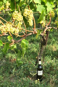 Il vino della laguna di Venezia - Ezio Cravero sommelier professionista