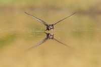 Vivi e lascia vivere - Antonella Giordanelli