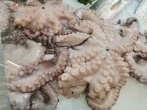 I Molluschi: fondamentale fauna marina  - Anna Gervasini studente Fac. Biologia
