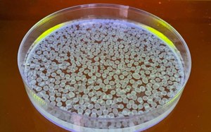 C'è fermentazione e fermentazione - Simona Lauri