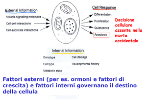 Necrosi ed apoptosi - Anna Gervasini studente Fac. Biologia