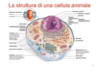 Danno cellulare - Anna Gervasini studente Fac. Biologia