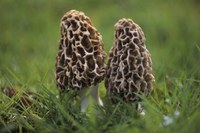 Morchella esculenta oppure vulgaris? Ezio Cravero sommelier professionista