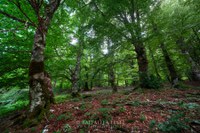 Natura e trekking nel Parco Nazionale d’Abruzzo, Lazio e Molise - Raffaella Testi