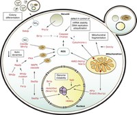 Suicidio cellulare e apoptosi indotta - Anna Gervasini studente Fac. Biologia