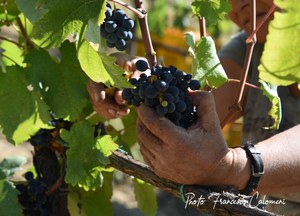 Vendemmia - Ezio Cravero sommelier professionista