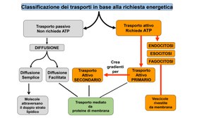 Il Trasporto attivo attraverso una membrana semipermeabile - Anna Gervasini Laurea in Biologia