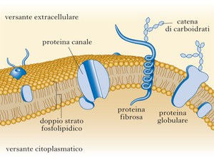 Trasporto attraverso una membrana semipermeabile - Anna Gervasini Laurea in Biologia