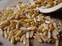 ITALMOPA – ASSOCIAZIONE INDUSTRIALI MUGNAI D’ITALIA RACCOLTO GRANO DURO 2025 - C.S. Laura Pierandrei