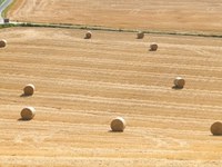 Importazioni di frumento duro da sempre indispensabili per garantire il corretto approvvigionamento dell’Industria della trasformazione - Ufficio Stampa ITALMOPA