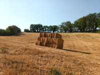 Raccolto Nazionale Grano Duro 2026: volumi inferiori al 2025 - ITALMOPA Associazione Industriali Mugnai d'Italia - Laura Pierandrei